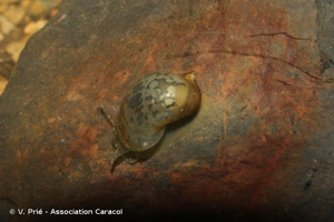 © V. Prié - Association Caracol