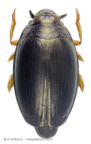  © P.Prévost - Magellanes 2021