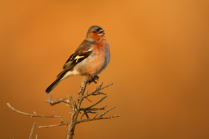 Pinson des arbres © David LEDAN