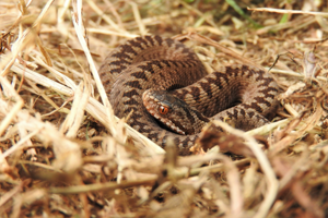 Vipera berus © Bastien Moisan