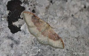 <i>Idaea degeneraria</i> (Hübner, 1799) © A. Lévêque