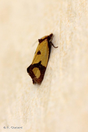 <i>Agapeta zoegana</i> (Linnaeus, 1767) © P. Chatard