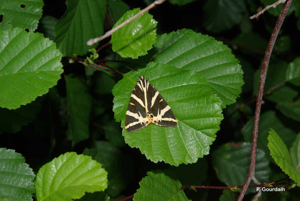 Ventiseri © P. Gourdain