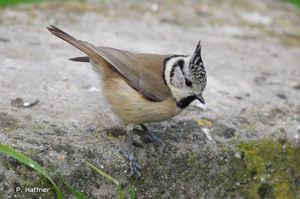 Mésange huppée (Lophophanes cristatus), Nogent-sur-Vernisson (Loiret) © P. Haffner