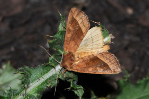 <i>Hydraecia micacea</i> (Esper, 1789) © A. LEVEQUE