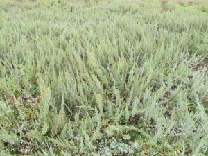 <i>Artemisia maritima </i>L., 1753 subsp.<i> maritima</i> © H. Tinguy