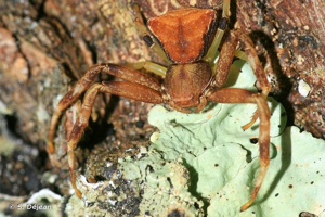 <i>Pistius truncatus</i> (Pallas, 1772) © S. Déjean