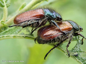 <i>Phyllopertha horticola</i> (Linnaeus, 1758) © H. TINGUY & N. PAX