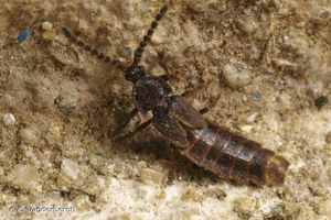 <i>Phosphaenus hemipterus</i> (Goeze, 1777) © C. Vanderbergh