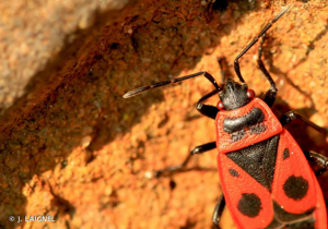 <i>Pyrrhocoris apterus</i> (Linnaeus, 1758) © J. LAIGNEL