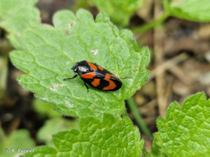 <i>Cercopis vulnerata</i> Rossi, 1807 © R. Poncet