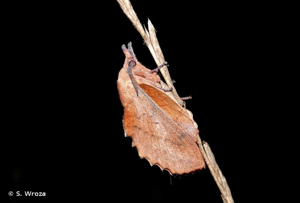 <i>Gastropacha quercifolia quercifolia</i> (Linnaeus, 1758) © S. Wroza