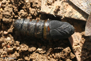 <i>Macrothylacia rubi</i> (Linnaeus, 1758) © P. Chatard
