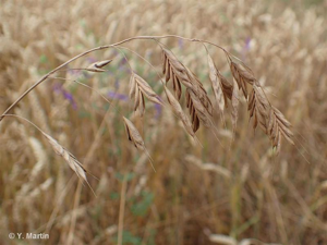 <i>Bromus secalinus</i> L., 1753 © 