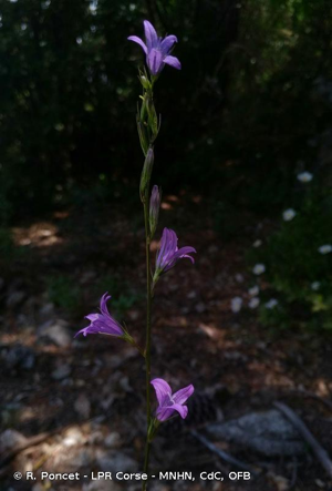 <i>Campanula rapunculus</i> L., 1753 © R. Poncet - LPR Corse - MNHN, CdC, OFB