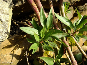 <i>Centranthus ruber</i> (L.) DC., 1805 © 
