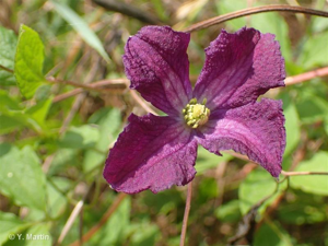 <i>Clematis viticella</i> L., 1753 © 