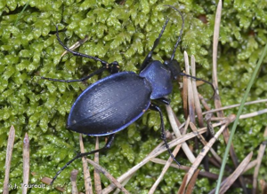 <i>Carabus problematicus</i> Herbst, 1786 © J. Touroult