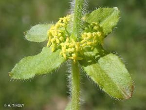 <i>Cruciata laevipes</i> Opiz, 1852 © H. TINGUY