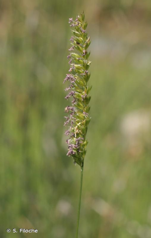 <i>Cynosurus cristatus</i> L., 1753 © S. Filoche