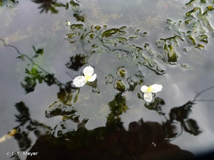 <i>Elodea densa</i> (Planch.) Casp., 1857 © J.-Y. Meyer