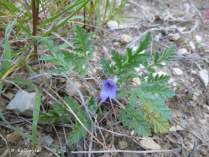 <i>Erodium ciconium</i> (L.) L'Hér., 1789 © P. Rouveyrol