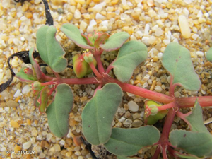 <i>Euphorbia peplis</i> L., 1753 © H. TINGUY