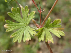 <i>Geranium pusillum</i> L., 1759 © H. TINGUY