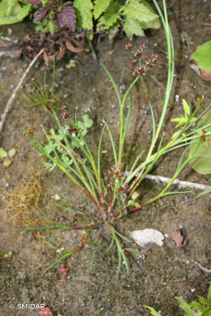 <i>Juncus articulatus</i> L., 1753 © SMIDAP