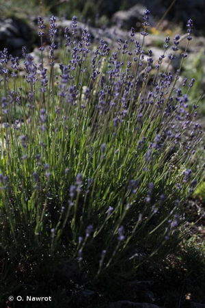 <i>Lavandula angustifolia</i> Mill., 1768 © O. Nawrot