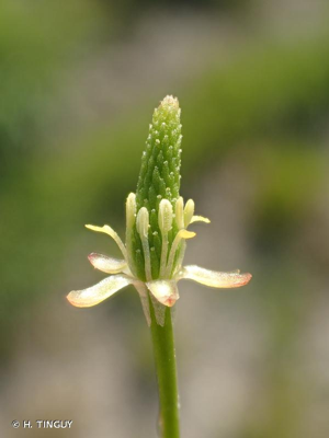 <i>Myosurus minimus</i> L., 1753 © H. TINGUY