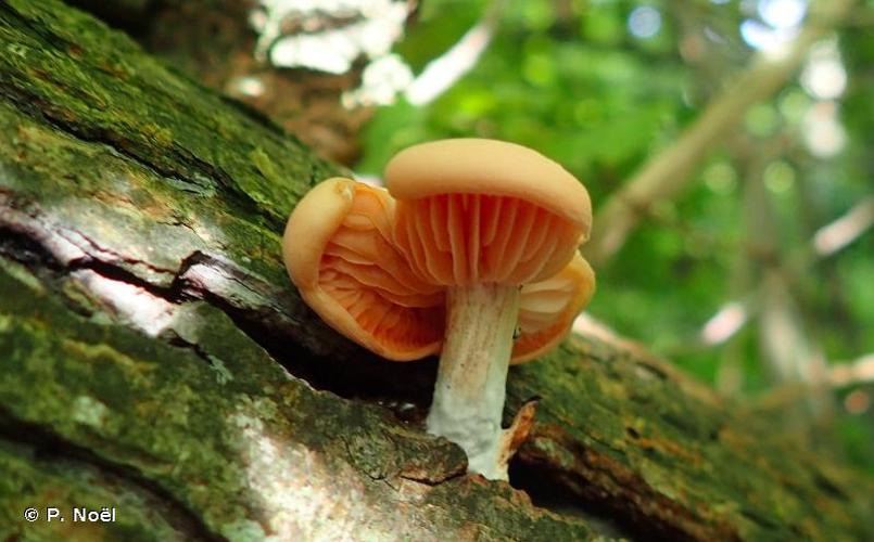 Ce champignon peut avoir des formes assez différentes. Septembre 2017, Calvados. © P. Noël