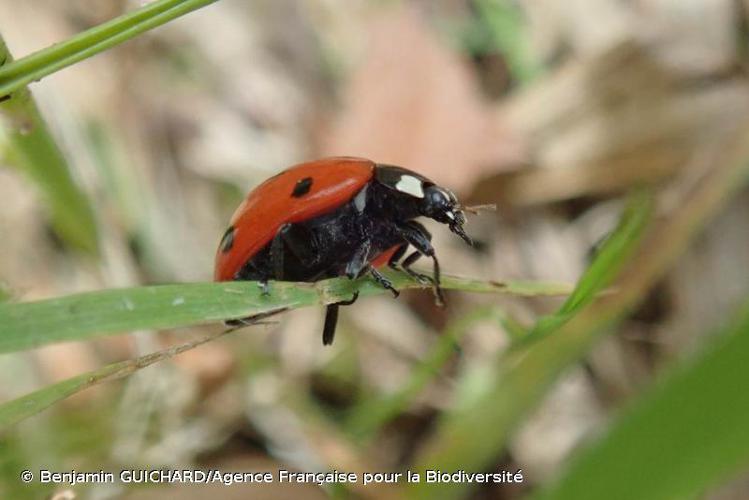  © Benjamin GUICHARD/Agence Française pour la Biodiversité