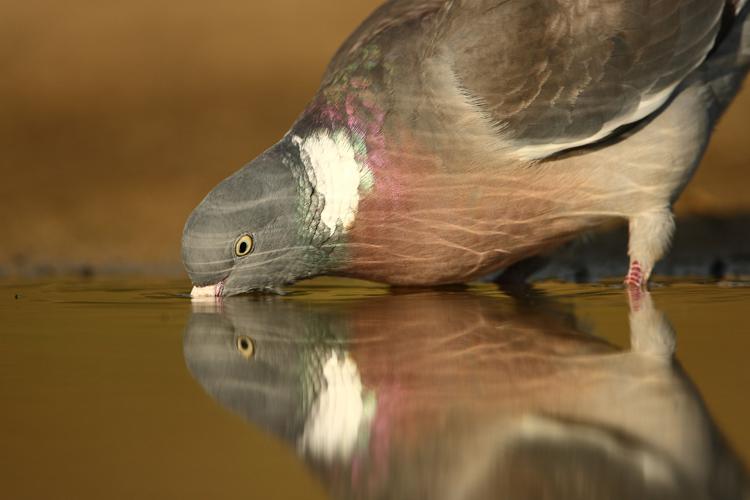 Pigeon ramier © David LEDAN